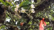 Estudio de profesora javeriana revela que fragmentación de los bosques afecta a población de orquídeas epífetas Estudio de profesora javeriana revela que fragmentación de los bosques afecta a población de orquídeas epífetas