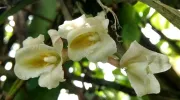 Estudio de profesora javeriana revela que fragmentación de los bosques afecta a población de orquídeas epífetas Estudio de profesora javeriana revela que fragmentación de los bosques afecta a población de orquídeas epífetas
