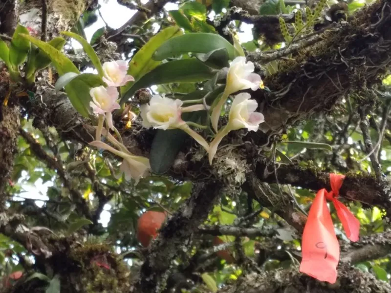 Estudio de profesora javeriana revela que fragmentación de los bosques afecta a población de orquídeas epífetas Estudio de profesora javeriana revela que fragmentación de los bosques afecta a población de orquídeas epífetas
