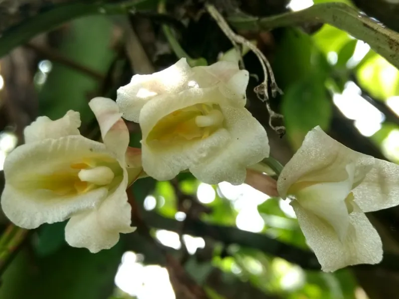 Estudio de profesora javeriana revela que fragmentación de los bosques afecta a población de orquídeas epífetas Estudio de profesora javeriana revela que fragmentación de los bosques afecta a población de orquídeas epífetas