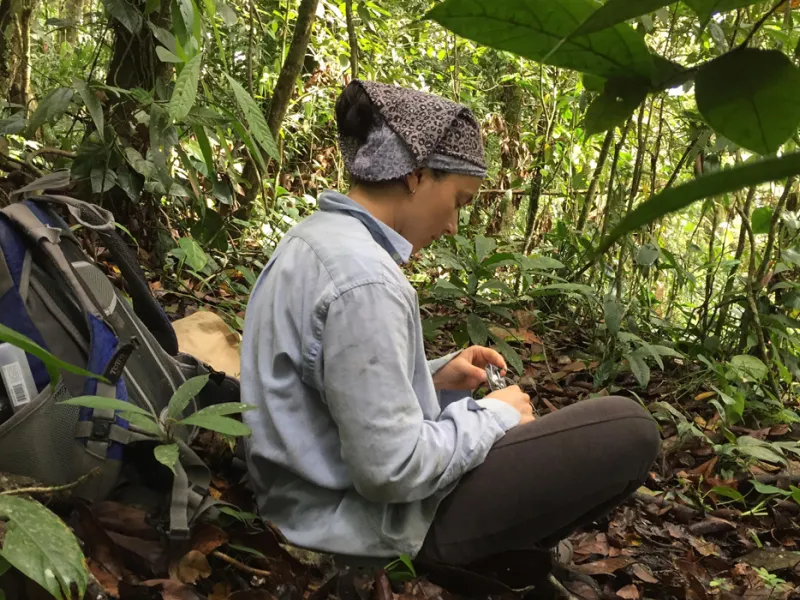 Estudio de profesora javeriana revela que fragmentación de los bosques afecta a población de orquídeas epífetas Estudio de profesora javeriana revela que fragmentación de los bosques afecta a población de orquídeas epífetas